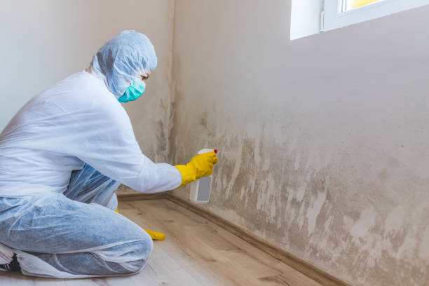 Licensed Basement Mold Remediation service in Cary, IL - WQB Mold Removal